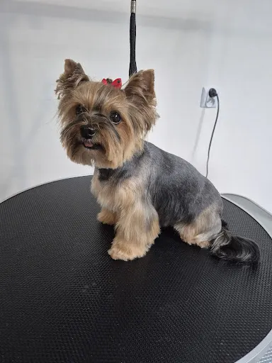 Salon Groomerski "Beauty Pet"