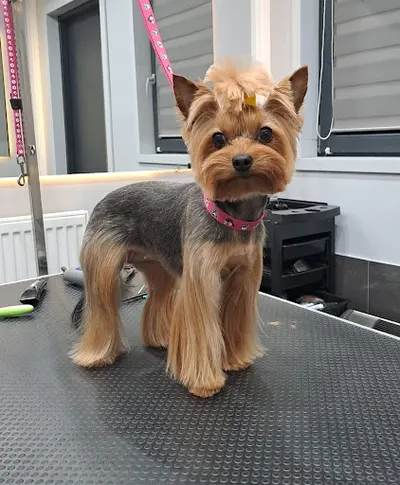 Warsztat Groomerski Iwona Zajączkowska