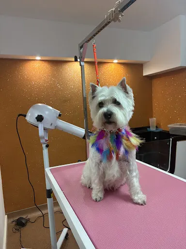 Strzyżenie psów Psia Mama Suwalki